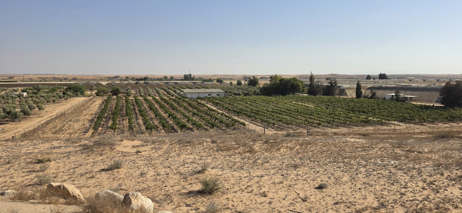 Voluntariado no Deserto do Neguev